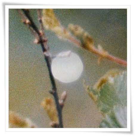 ORB PROJESİ